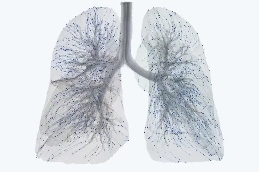 Anatomy that breathes